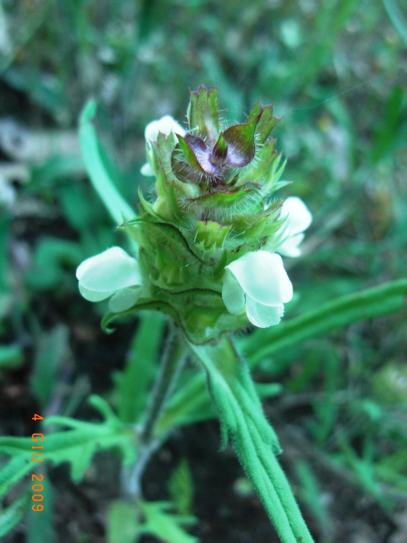 Prunella laciniata